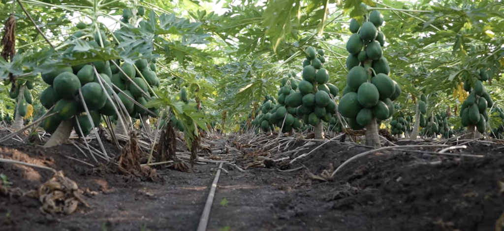 बागवानी